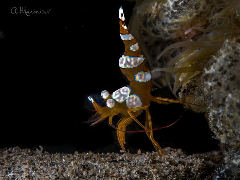 Squat Shrimp by Aleksandr Marinicev 