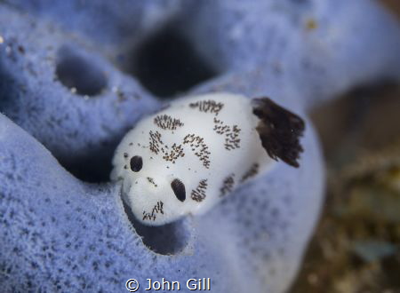 Jorunna funebris Found at the USAT Liberty In Tulamben Ja... by John Gill 