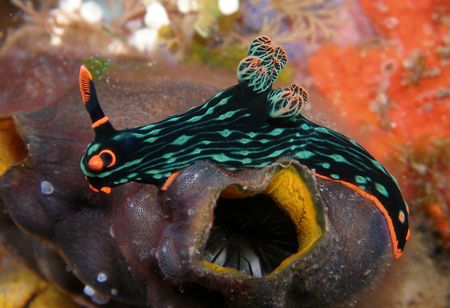 Nudi Bali Indonesia Olympus 7070 twin Inon Strobes by Brad Cox 