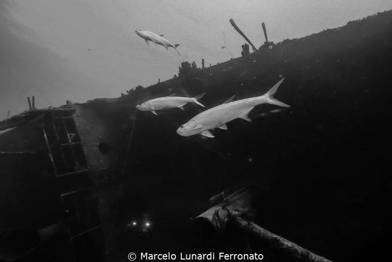 Tarpoon and wreck by Marcelo Lunardi Ferronato 