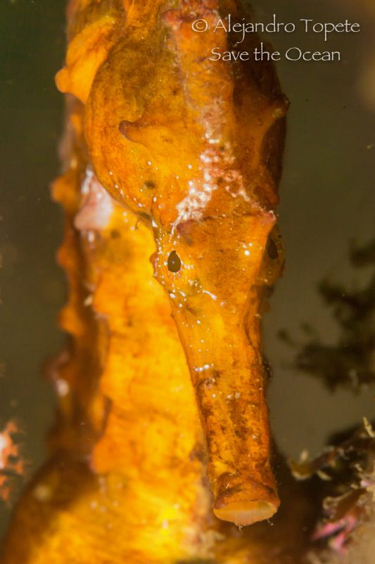 Seahorse close up, Acapulco México by Alejandro Topete 