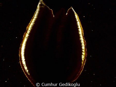 Gills of Felimare picta
Magic Tulip.Back lighted the gil... by Cumhur Gedikoglu 