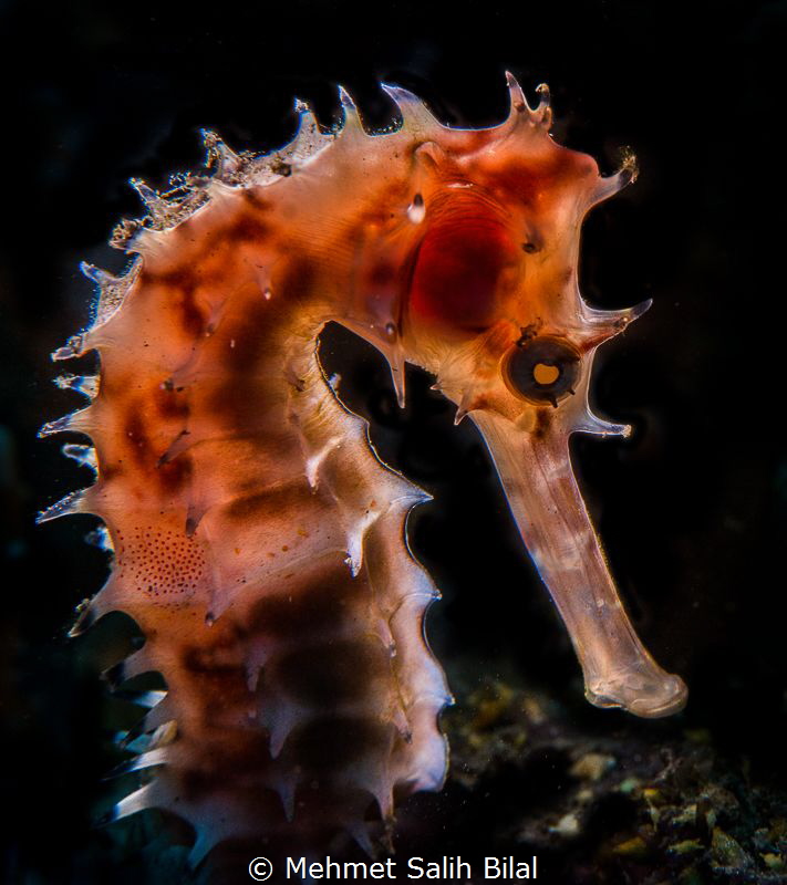 Thorny. by Mehmet Salih Bilal 