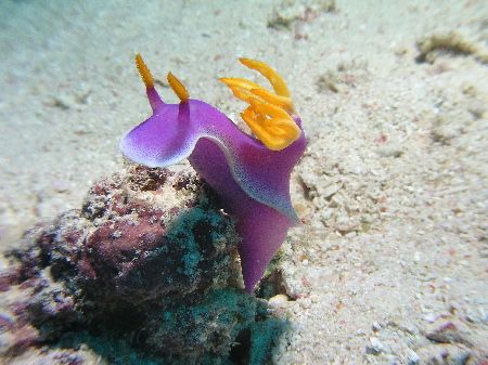 "Royal Nudi", Mabul Island May 06, Spotted bright pink th... by Damien Preston 