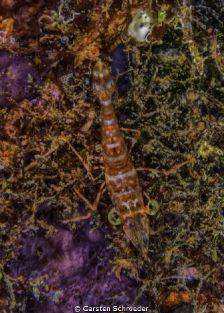 red night shrimp by Carsten Schroeder 