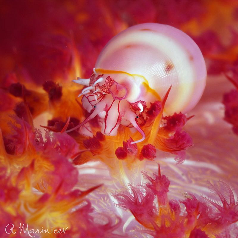 Cowrie by Aleksandr Marinicev 