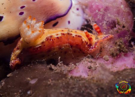Hypselodoris maculosa by Andreas Zenker 