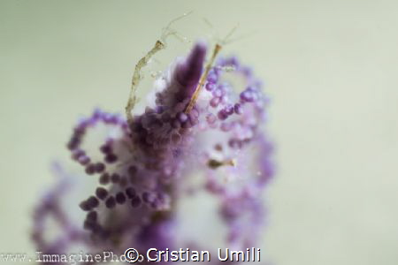 Skeleton shrimpo on pennatula by Cristian Umili 
