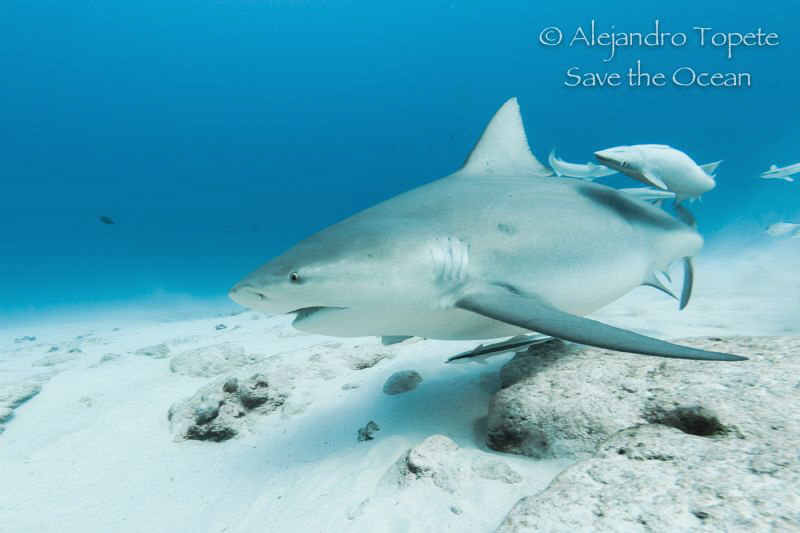 Bullshark in the sand, Playa del Carmen México by Alejandro Topete 