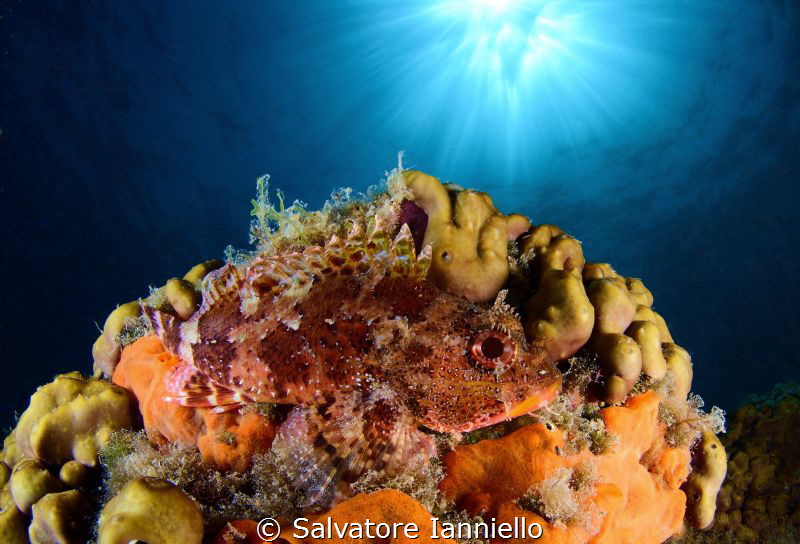 So much life by Salvatore Ianniello 