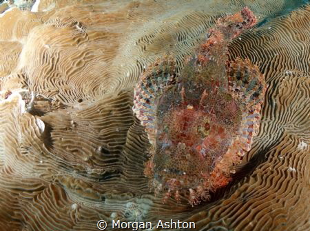 Raja Ampat Stonefish by Morgan Ashton 