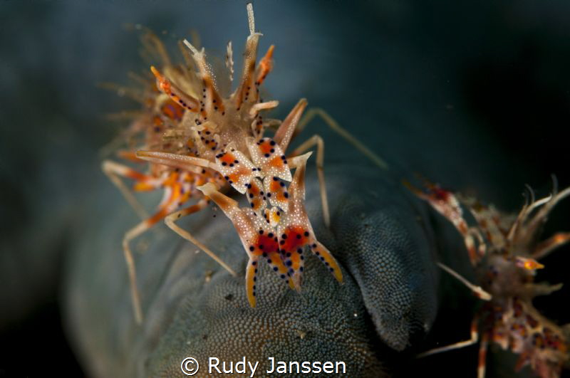 tigershrimp by Rudy Janssen 