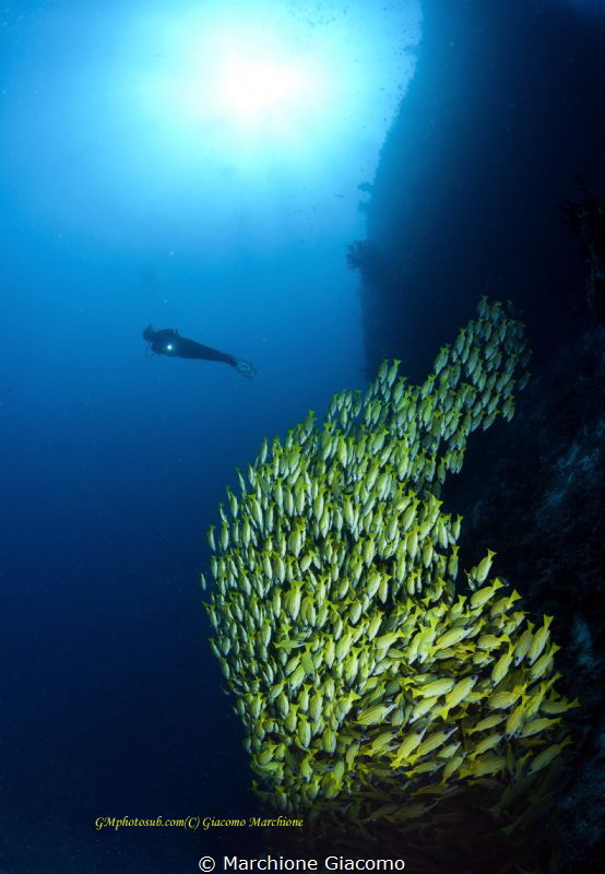 Blue stripers . Maldives
Nikon D800E , 16mm , two strobo by Marchione Giacomo 