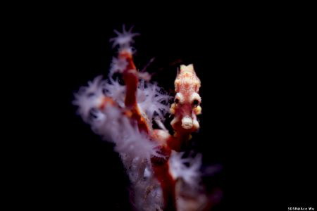 look at me
Canon 5dsr
Canon EF 100mm f/2.8 L Macro IS U... by Yung Sen Wu 