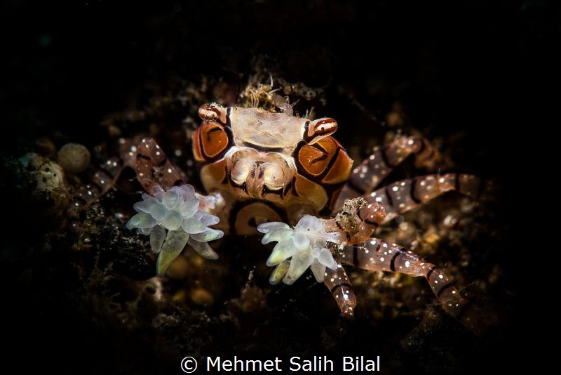 Boxer. by Mehmet Salih Bilal 