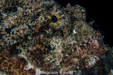 He thought I couldn't see him.  The Scorpion Fish Portrait by Frankie Rivera 