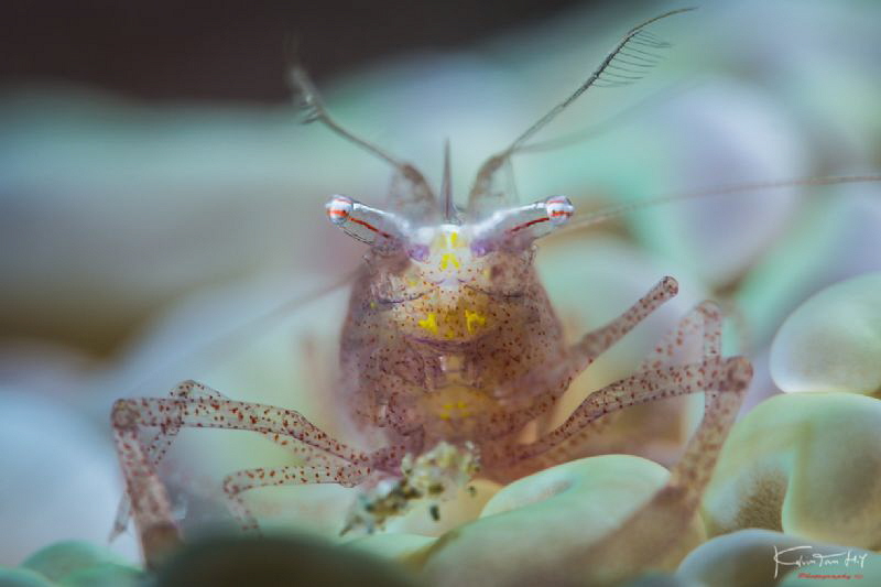 Eyes on me by Kelvin H.y. Tan 