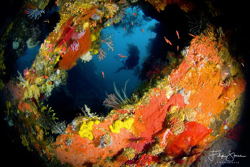 A diver explores the wreck of the USS Liberty near Tulamb... by Filip Staes 