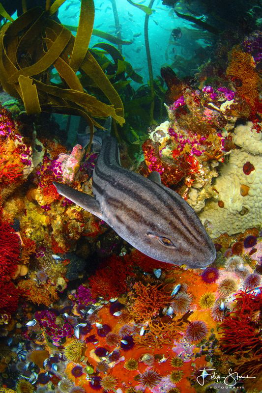 A Pyjama shark is swimming over a colorful rocky reef at ... by Filip Staes 
