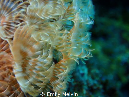 Featherworm Abstract by Emily Melvin 