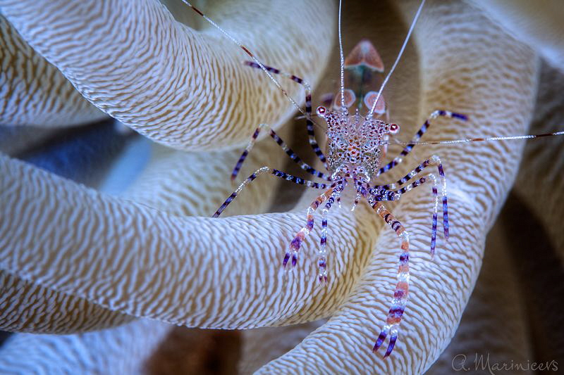 Spotted Cleaner Shrimp (Periclimenes Yucatanicus), Bonaire by Aleksandr Marinicev 