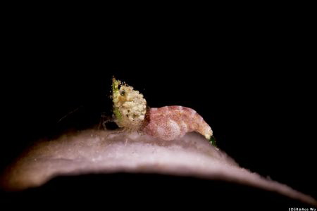 Sushi shrimp
Location : Romblon Philippines
Canon 5dsr
... by Yung Sen Wu 
