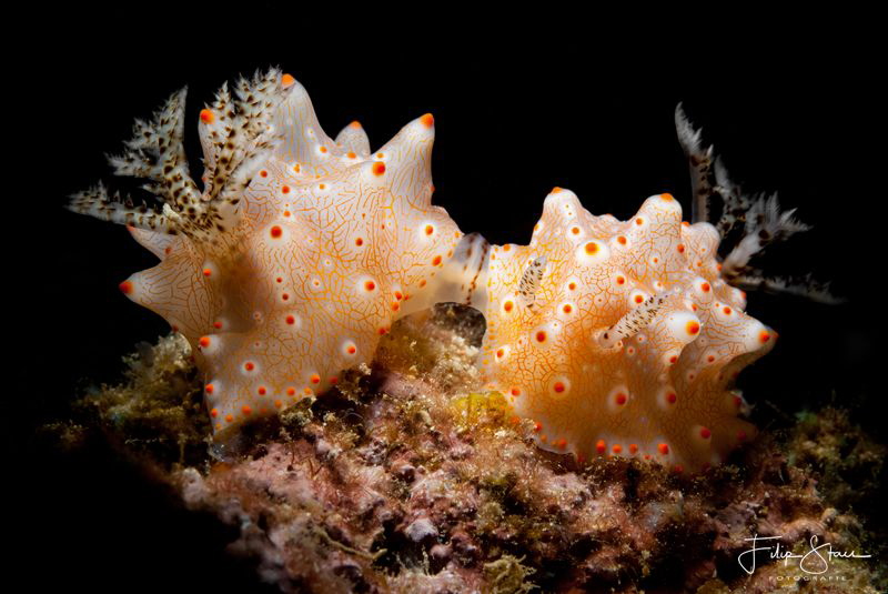 Mating Halgerda batangas, Pemuteran, Bali, Indonesia. by Filip Staes 