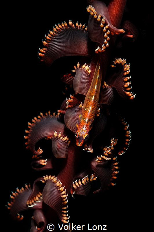 goby on seapen by Volker Lonz 