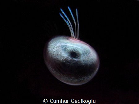Eye of the Dardanus calidus
CEYLIN'S CHOICE.Ceylin is my... by Cumhur Gedikoglu 