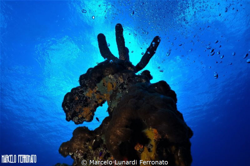 MOOSE OF THE SEA by Marcelo Lunardi Ferronato 