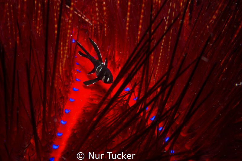 Fire Sea Urchin is home to some small fish by Nur Tucker 