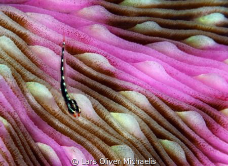 slender spongegoby (Phyllogobius platycephalops) 
on a c... by Lars Oliver Michaelis 