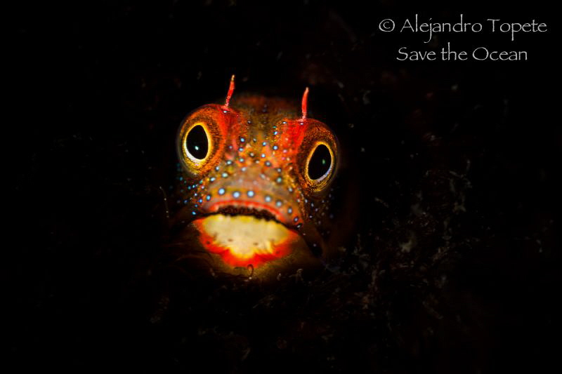 Hiden Blenny, Acapulco México by Alejandro Topete 