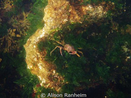 Sitting thinking on a rock by Alison Ranheim 