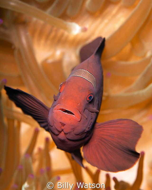 Hypnotized 
Spinecheek Anemonefish (female)-- Premnas bi... by Billy Watson 