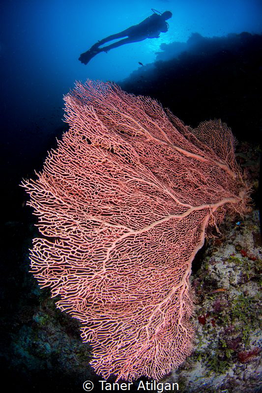 Lungs of the ocean by Taner Atilgan 