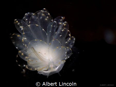 Cyerce Elegans from Tulamben Indonesia by Albert Lincoln 