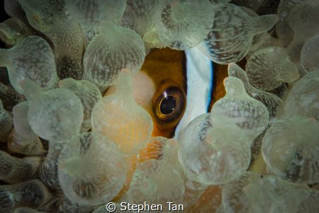 I see you! by Stephen Tan 