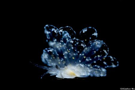 Fly
Location : Romblon Philippines
Canon EOS1D X Mark I... by Yung Sen Wu 