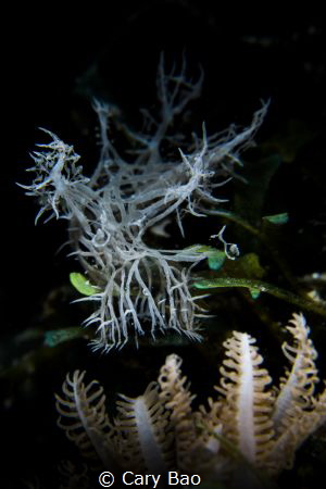 Ghost Nudi by Cary Bao 