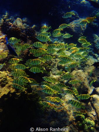 Group Swim by Alison Ranheim 