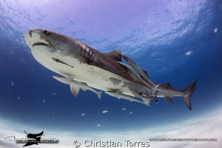 Tiger Shark from Tiger Beach, Bahamas by Christian Torres 