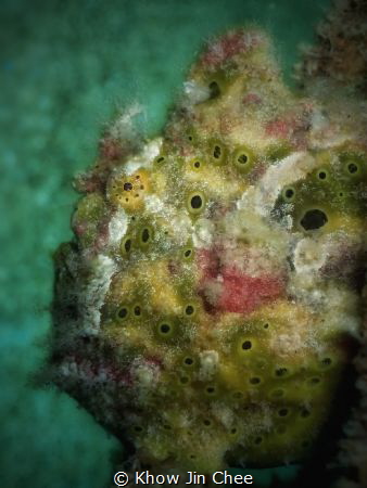 Frogfish by Khow Jin Chee 