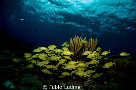 Blue and Yellow by Fabio Ludmer 