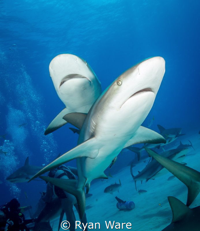 A Shark Fly By by Ryan Ware 