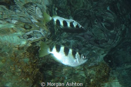 Archerfish by Morgan Ashton 
