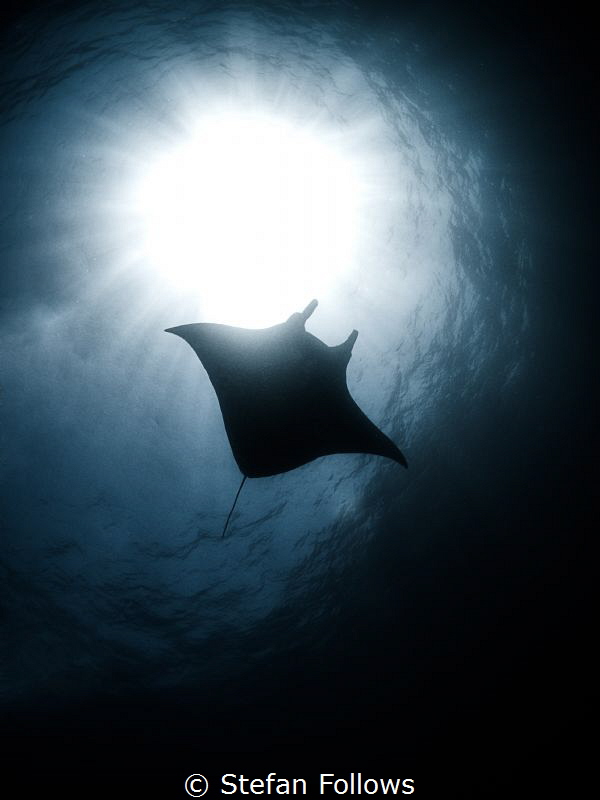 Dream a little dream ...

Manta Ray - Manta alfredi

... by Stefan Follows 