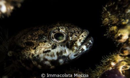 Look me - Gobius by Immacolata Moccia 