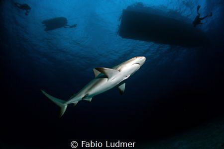 I just want to play... by Fabio Ludmer 