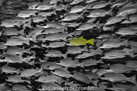 Schwarm by Carsten Schroeder 